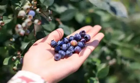 蓝莓视频官方版-旅行攻略