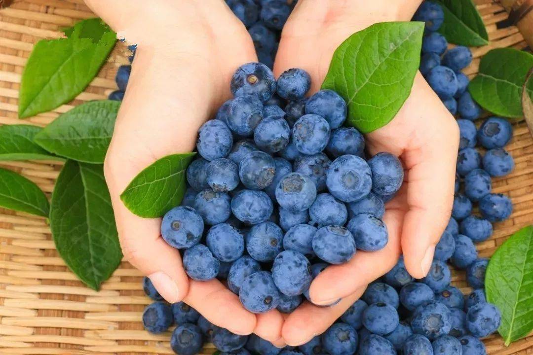 蓝莓视频官方版-文化故事